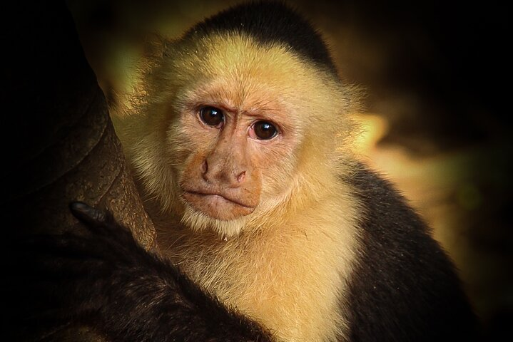 Jaco’s Wild Morning - Monkeys, Crocs & Local Flavors - Photo 1 of 21